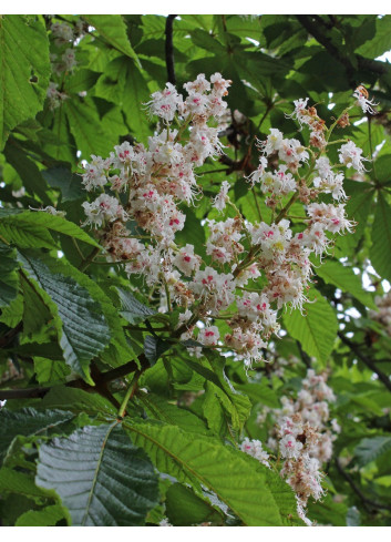 AESCULUS hippocastanum