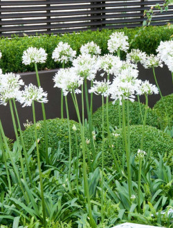 AGAPANTHUS ARTIC STAR