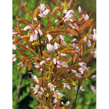 AMELANCHIER arborea ROBIN HILL