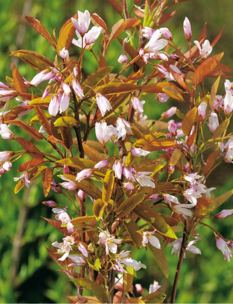 AMELANCHIER arborea ROBIN HILL