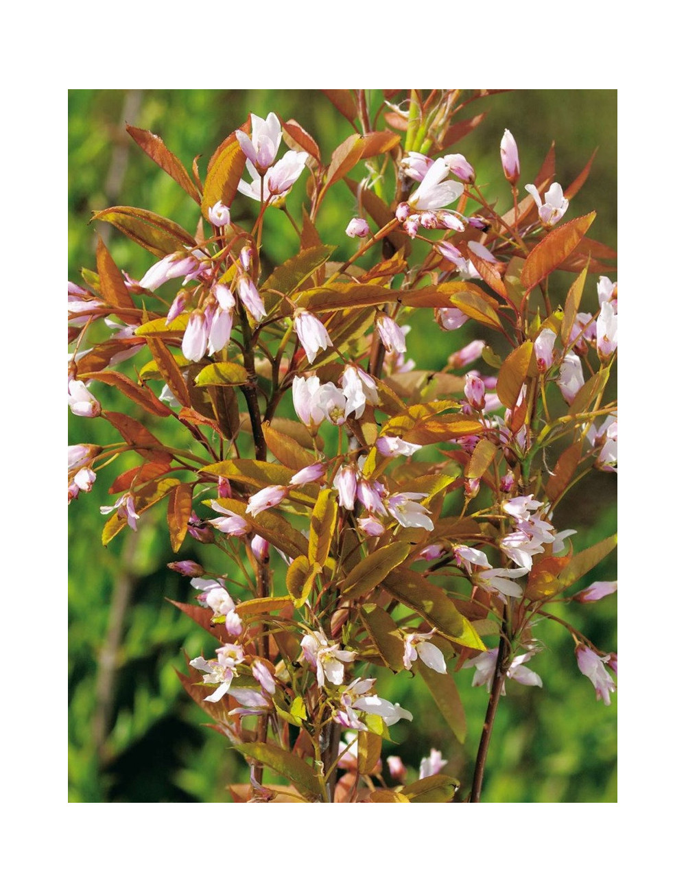 AMELANCHIER arborea ROBIN HILL