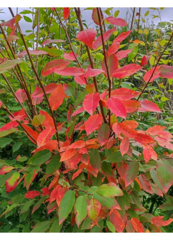 AMELANCHIER arborea ROBIN HILL