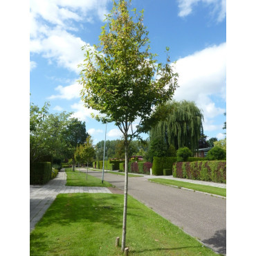 AMELANCHIER arborea ROBIN HILL