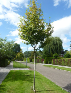 AMELANCHIER arborea ROBIN HILL