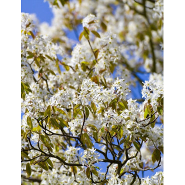 AMELANCHIER arborea ROBIN HILL