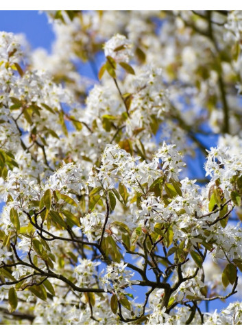 AMELANCHIER arborea ROBIN HILL