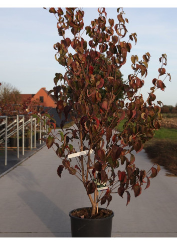 CORNUS kousa MILKY WAY En pot de 15-20 litres