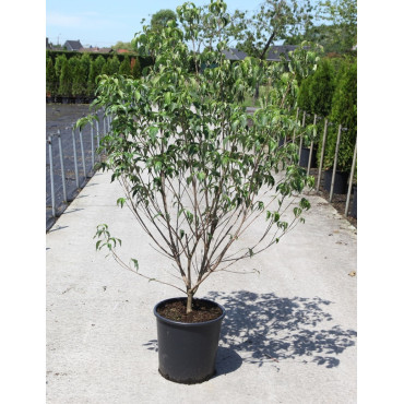 CORNUS kousa MILKY WAY En pot de 25-30 litres