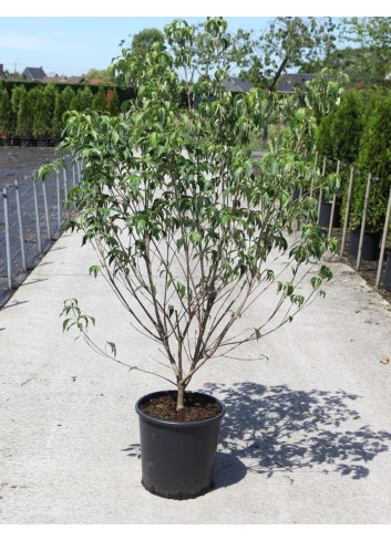 CORNUS kousa MILKY WAY En pot de 25-30 litres