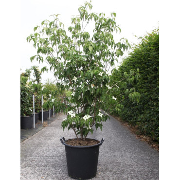 CORNUS kousa MILKY WAY En pot de 35-50 litres