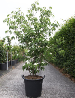 CORNUS kousa MILKY WAY En pot de 50-70 litres buisson hauteur 150-175 cm