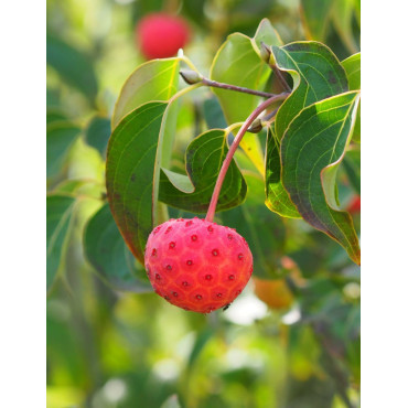 CORNUS kousa MILKY WAY