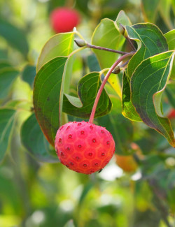 CORNUS kousa MILKY WAY
