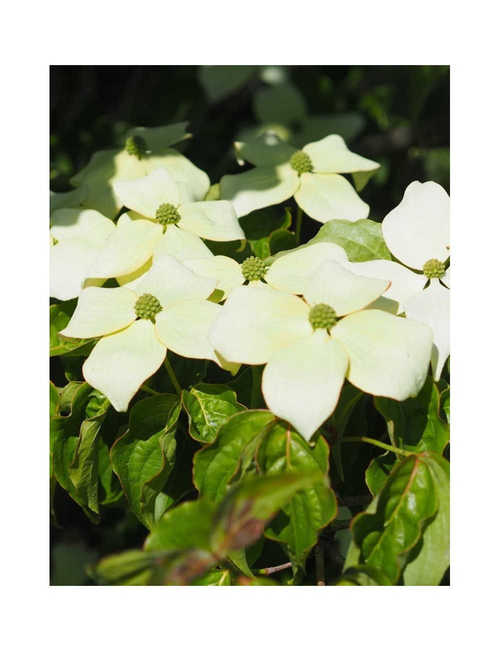 CORNUS kousa MILKY WAY