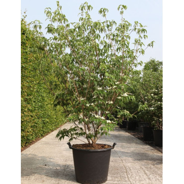 CORNUS kousa MILKY WAY En pot de 50-70 litres