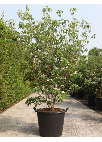 CORNUS kousa MILKY WAY En pot de 50-70 litres