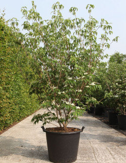 CORNUS kousa MILKY WAY En pot de 70-90 litres buisson hauteur 175-200 cm
