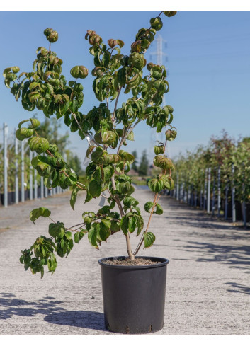 CORNUS kousa SATOMI En pot de 15-20 litres