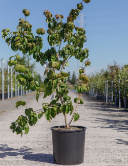 CORNUS kousa SATOMI En pot de 15-20 litres buisson hauteur 080-100 cm
