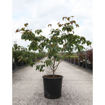 CORNUS kousa SATOMI En pot de 25-30 litres