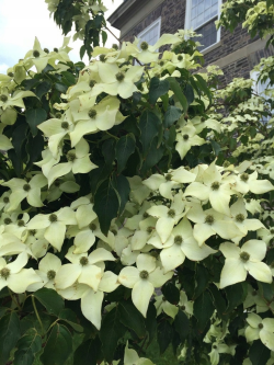 CORNUS kousa ROBERT'S SELECT
