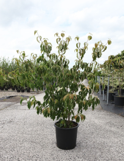 CORNUS kousa ROBERT'S SELECT En pot de 25-30 litres buisson hauteur 125-150 cm
