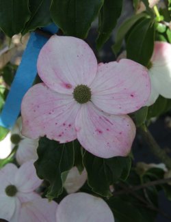 CORNUS kousa TEUTONIA