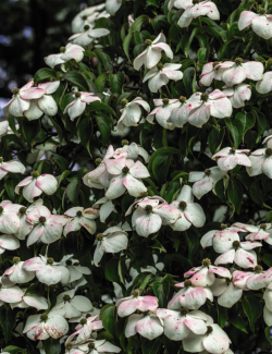 CORNUS kousa TEUTONIA