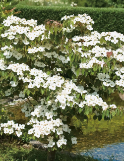 CORNUS kousa TEUTONIA