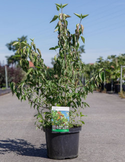CORNUS mas En pot de 7-10 litres buisson diamètre 060-080 cm