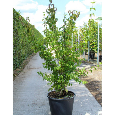 CORNUS mas En pot de 70-90 litres