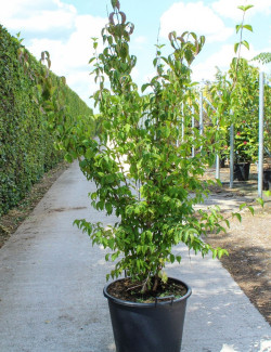 CORNUS mas En pot de 35-50 litres buisson hauteur 200-250 cm