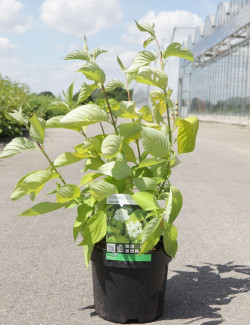 CORNUS alba AUREA En pot de 3-4 litres buisson hauteur 030-040 cm