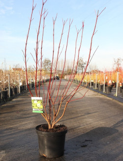 CORNUS alba AUREA En pot de 10-12 litres buisson hauteur 080-100 cm