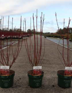 CORNUS alba BATON ROUGE En pot de 3-4 litres buisson hauteur 030-040 cm