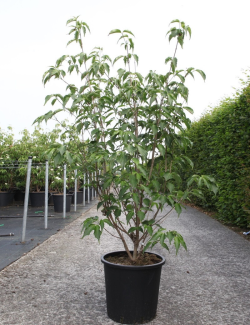 CORNUS kousa WEISSE FONTAINE En pot de 25-30 litres buisson hauteur 150-175 cm