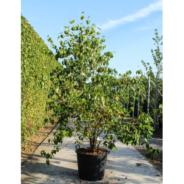 CORNUS kousa En pot de 70-90 litres