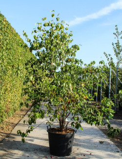 CORNUS kousa En pot de 70-90 litres buisson hauteur 200-250 cm
