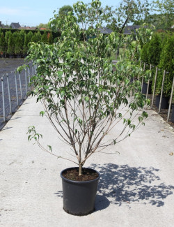 CORNUS kousa En pot de 25-30 litres buisson hauteur 100-125 cm