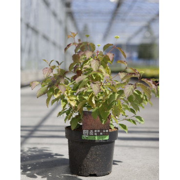 CORNUS sanguinea MIDWINTER FIRE En pot de 3-4 litres