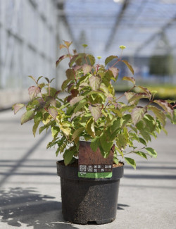 CORNUS sanguinea MIDWINTER FIRE En pot de 3-4 litres buisson hauteur 030-040 cm