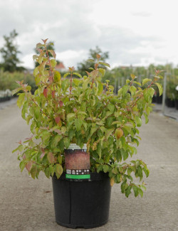 CORNUS sanguinea MIDWINTER FIRE En pot de 10-12 litres buisson hauteur 080-100 cm