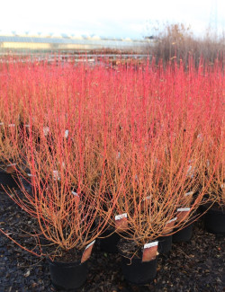 CORNUS sanguinea MIDWINTER FIRE En pot de 10-12 litres buisson hauteur 080-100 cm