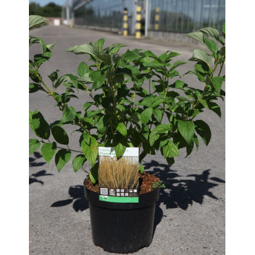 CORNUS sericea FLAVIRAMEA En pot de 3-4 litres