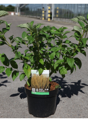 CORNUS sericea FLAVIRAMEA En pot de 3-4 litres