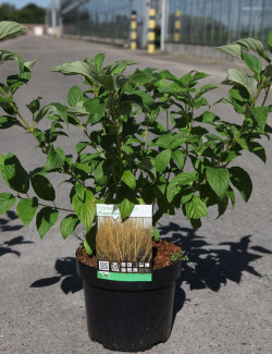 CORNUS sericea FLAVIRAMEA En pot de 3-4 litres buisson hauteur 030-040 cm