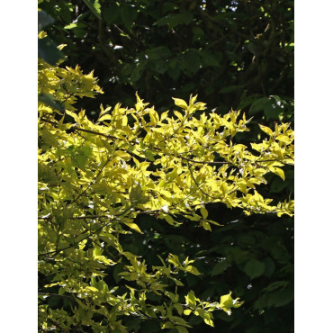 CORNUS mas AUREA