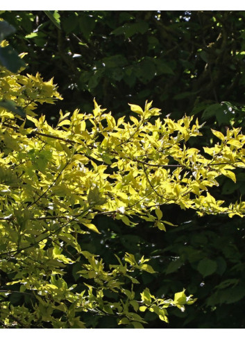 CORNUS mas AUREA