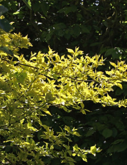 CORNUS mas AUREA