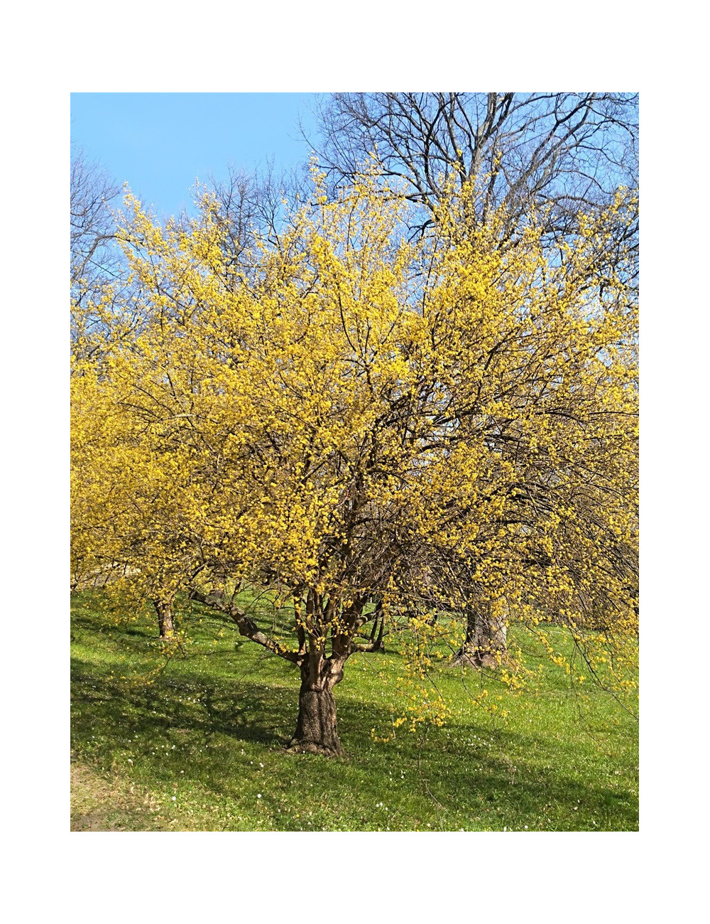 CORNUS mas AUREA